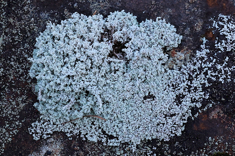 Stereocaulon evolutum - &copy; Charles Hipkin