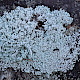 Stereocaulon evolutum