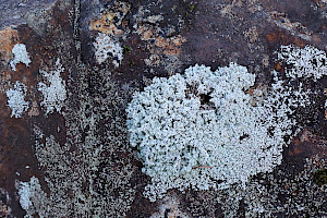 Foam Lichen: Stereocaulon evolutum