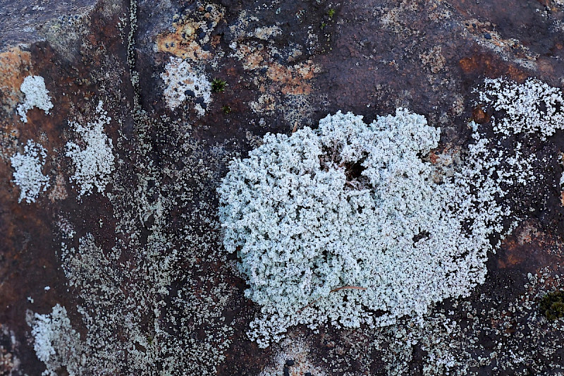 Stereocaulon evolutum - &copy; Charles Hipkin