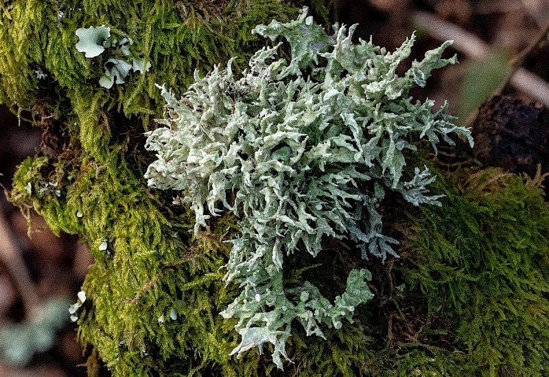 Ramalina fraxinea - &copy; Charles Hipkin