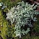 Ramalina fraxinea