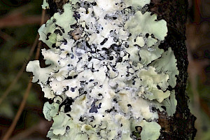 Powdered Ruffle Lichen: Parmotrema perlatum