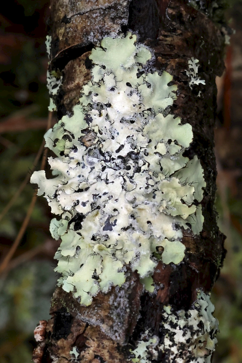Parmotrema perlatum - &copy; Charles Hipkin