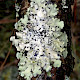 Parmotrema perlatum