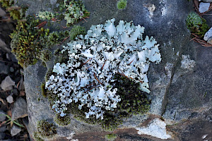 Powdered Ruffle Lichen: Parmotrema perlatum