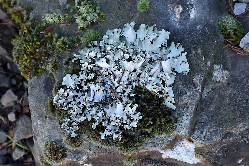 Parmotrema perlatum - &copy; Charles Hipkin