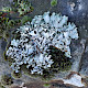 Parmotrema perlatum