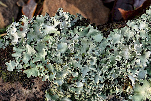 Powdered Ruffle Lichen: Parmotrema perlatum