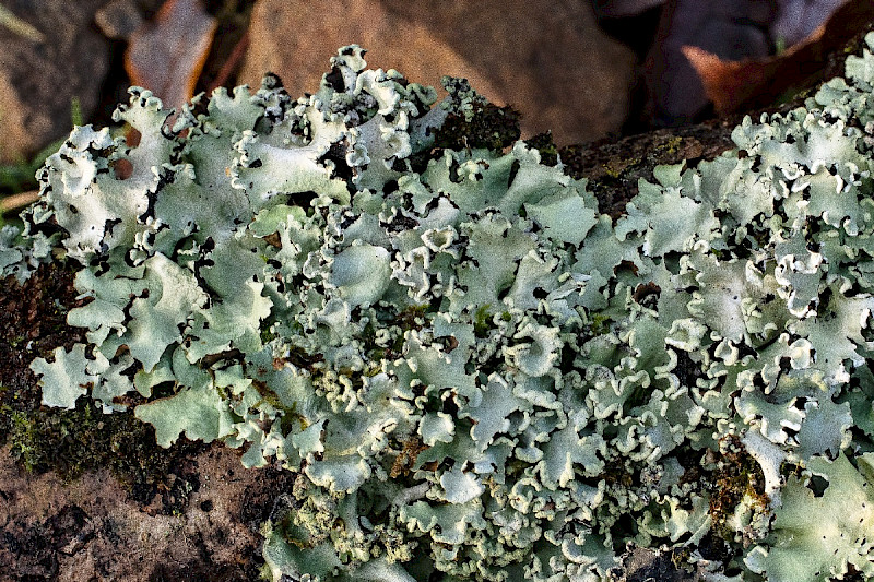 Parmotrema perlatum - &copy; Charles Hipkin