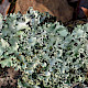 Parmotrema perlatum
