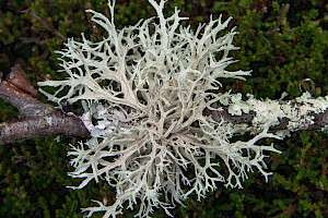 Oak Moss: Evernia prunastri