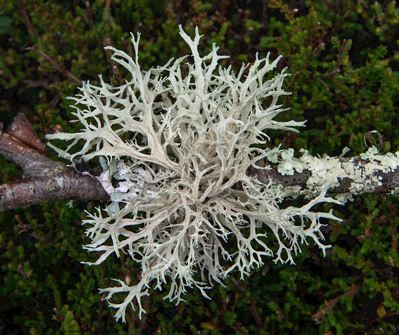 Evernia prunastri - &copy; Charles Hipkin