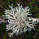 Evernia prunastri