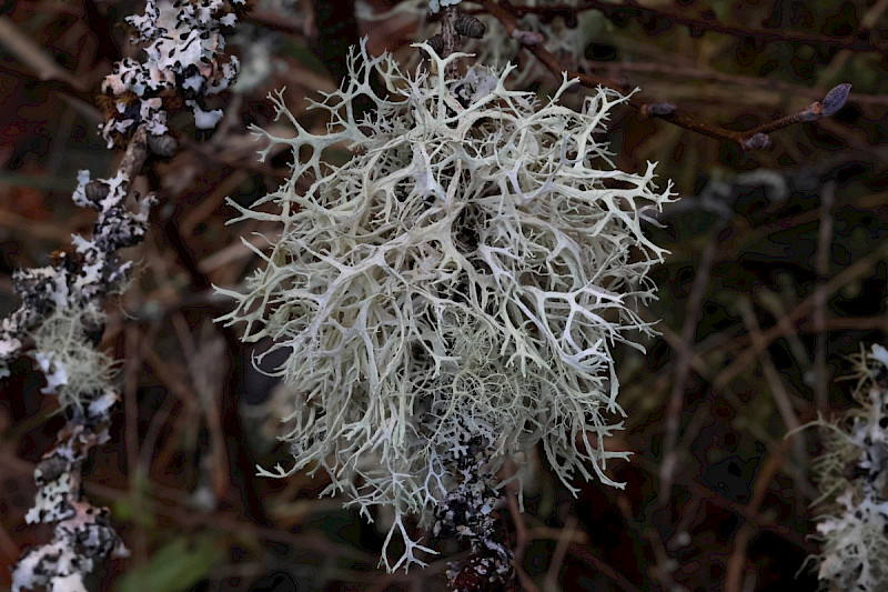 Evernia prunastri - &copy; Charles Hipkin