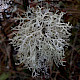 Evernia prunastri
