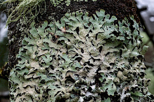 Parmelia sulcata Netted Shield Lichen
