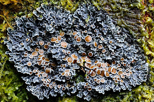 Red-eyed Shingle-lichen: Pannaria rubiginosa