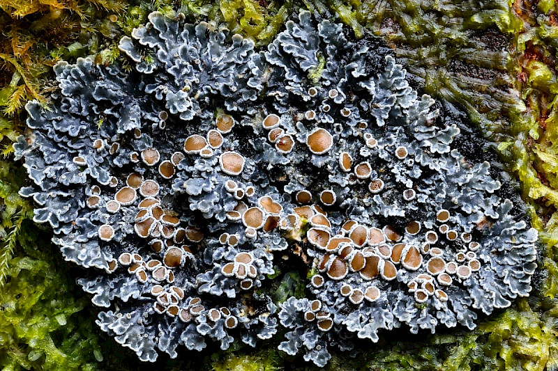 Pannaria rubiginosa - &copy; Charles Hipkin