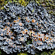 Pannaria rubiginosa