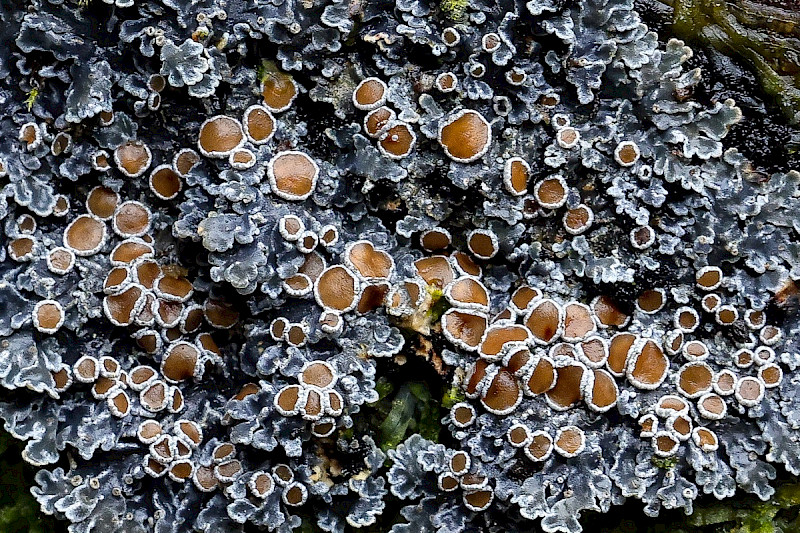 Pannaria rubiginosa - &copy; Charles Hipkin