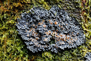 Red-eyed Shingle-lichen: Pannaria rubiginosa