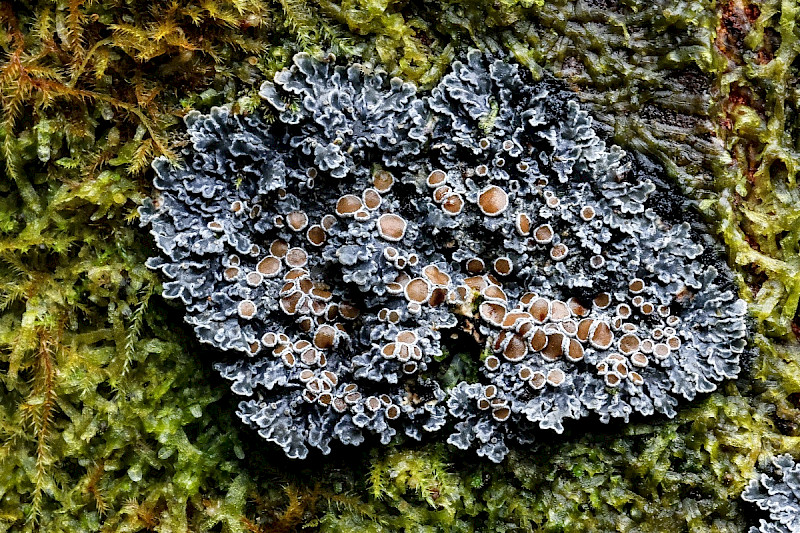 Pannaria rubiginosa - &copy; Charles Hipkin
