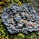 Pannaria rubiginosa