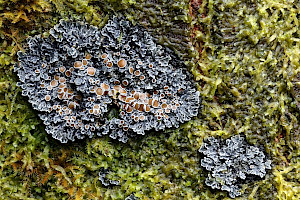 Red-eyed Shingle-lichen: Pannaria rubiginosa