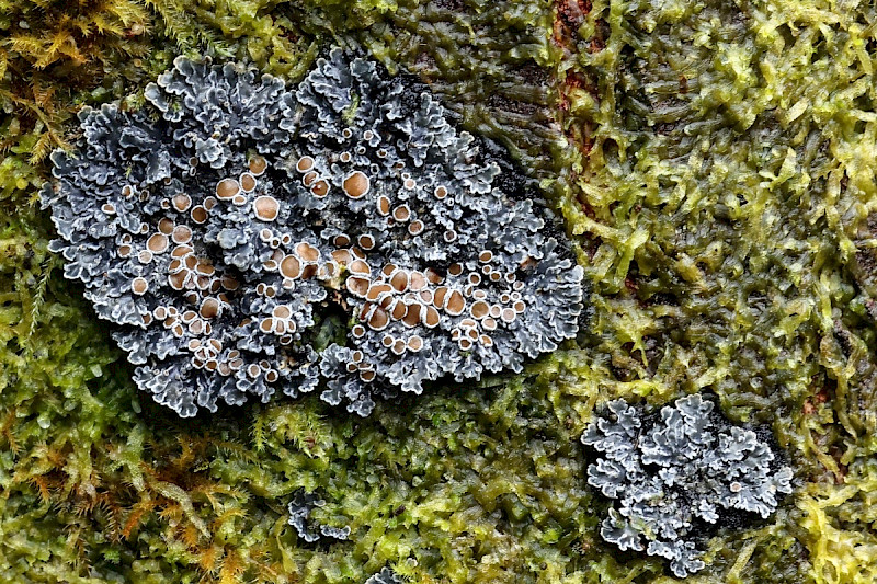 Pannaria rubiginosa - &copy; Charles Hipkin