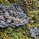 Pannaria rubiginosa