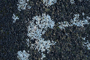 Blue-grey Rosette Lichen: Physcia caesia