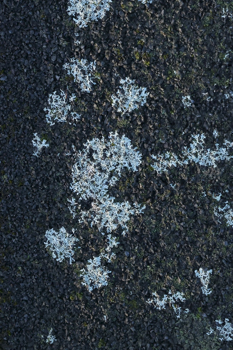 Physcia caesia - &copy; Charles Hipkin
