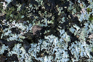 Blue-grey Rosette Lichen: Physcia caesia