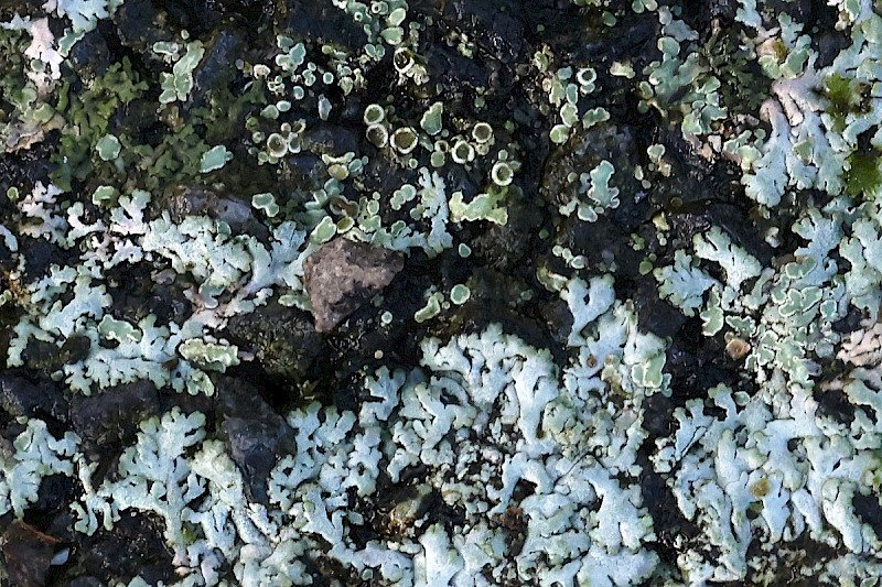 Physcia caesia - &copy; Charles Hipkin