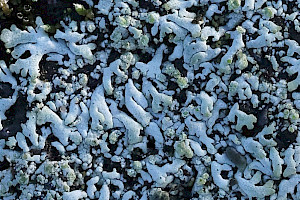 Blue-grey Rosette Lichen: Physcia caesia