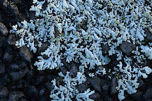 Physcia caesia Blue-grey Rosette Lichen