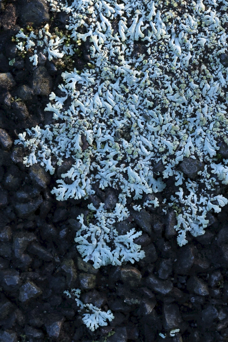 Physcia caesia - &copy; Charles Hipkin