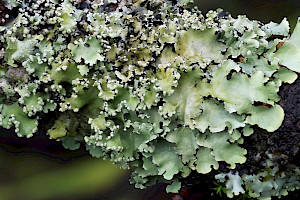 Powdered Ruffle Lichen: Parmotrema perlatum