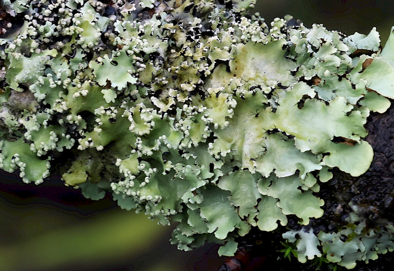 Parmotrema perlatum - &copy; Charles Hipkin