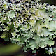 Parmotrema perlatum