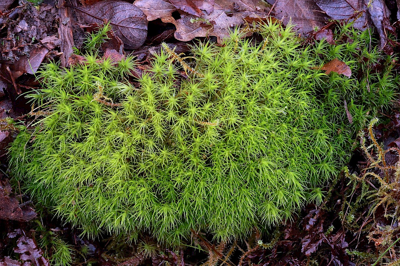 Dicranum scoparium - &copy; Charles Hipkin