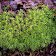 Dicranum scoparium