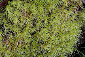 Greater Fork-moss: Dicranum majus