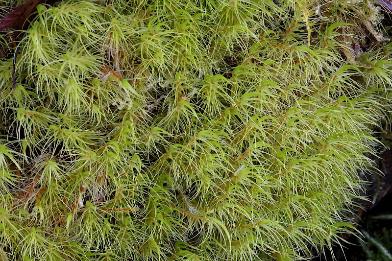 Dicranum majus - &copy; Charles Hipkin