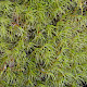 Dicranum majus