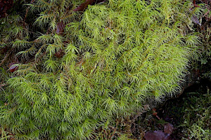 Dicranum majus Greater Fork-moss