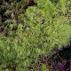 Dicranum majus