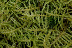 Neat Feather-moss: Pseudoscleropodium purum