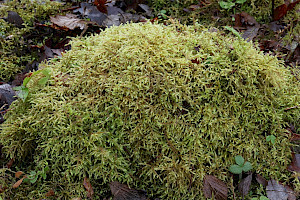 Short-beaked Wood-moss: Loeskeobryum brevirostre